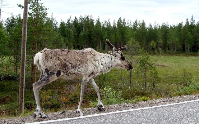 Lapland met kinderen